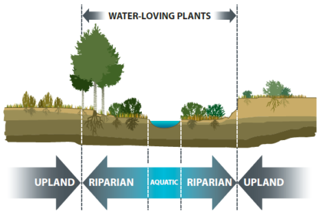 Riparian Restoration - Calgary River Valleys