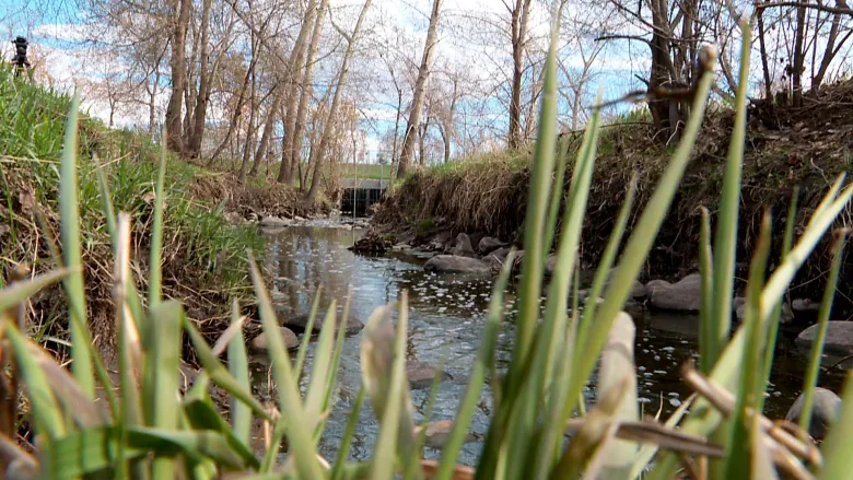 Confederation Creek