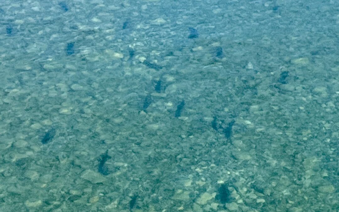 Brown Trout Spawning Education – Day 2
